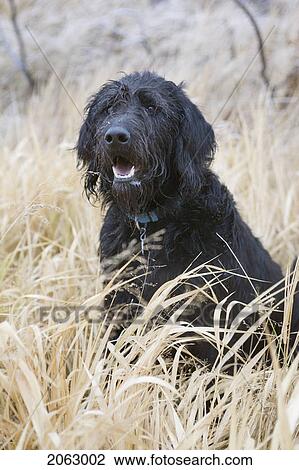 Wet Black Mixed Breed Dog Stands On Long Dry Grass, Canada, Alberta View Large Photo Image Stock Image - Wet Black Mixed Breed Dog Stands On Long Dry Grass, Canada, Alberta. Fotosearch