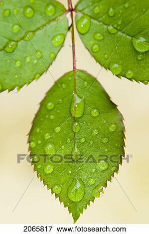 Stock Photo - Wet Leaves, Winnipeg, Canada. Fotosearch
