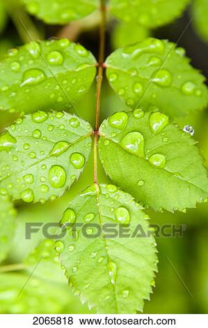 Wet Leaves, Winnipeg, Canada View Large Photo Image Stock Photo - Wet Leaves, Winnipeg, Canada. Fotosearch