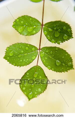 Wet Leaves, Winnipeg, Canada View Large Photo Image Stock Photograph - Wet Leaves, Winnipeg, Canada. Fotosearch