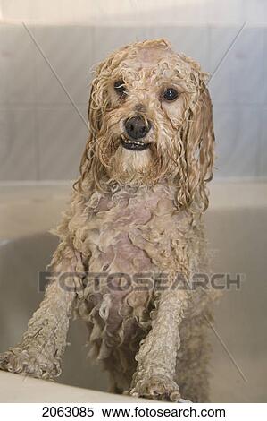 Wet White Mixed Breed Dog In Bathtub, Canada, Alberta View Large Photo Image Stock Photography - Wet White Mixed Breed Dog In Bathtub, Canada, Alberta. Fotosearch
