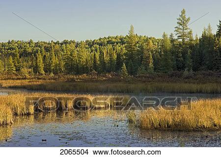 Picture - Wetlands At Sunrise. Balsam Fir, Tamarack And Eastern White Pine Trees. Autumn. Algonquin Provincial Park, Ontario.. Fotosearch