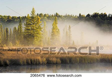 Wetlands At Sunrise. Balsam Fir, Tamarack And Eastern White Pine Trees. Autumn. Algonquin Provincial Park, Ontario. View Large Photo Image Stock Photograph - Wetlands At Sunrise. Balsam Fir, Tamarack And Eastern White Pine Trees. Autumn. Algonquin Provincial Park, Ontario.. Fotosearch