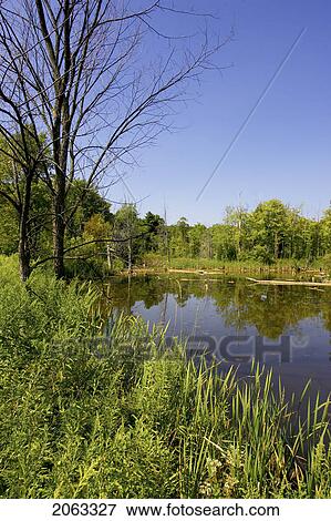 Wetlands, Canada, Ontario, Campbellville View Large Photo Image Stock Photo - Wetlands, Canada, Ontario, Campbellville. Fotosearch