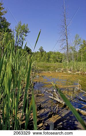 Wetlands, Canada, Ontario, Campbellville View Large Photo Image Stock Photo - Wetlands, Canada, Ontario, Campbellville. Fotosearch