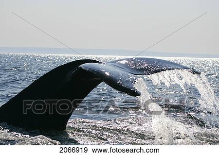 Stock Photo - Whale Tail, St. Lawrence River, Quebec. Fotosearch