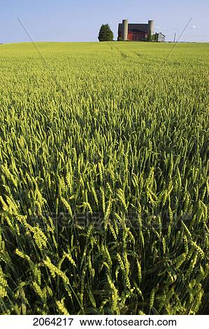 Wheat Field With Farm House On The Horizon, Flamborough, Ontario View Large Photo Image Stock Photo - Wheat Field With Farm House On The Horizon, Flamborough, Ontario. Fotosearch