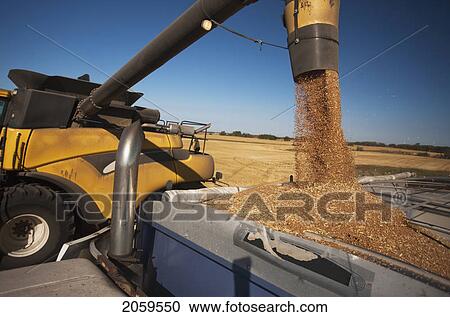 Wheat Pours Out Of Combine Spout Into Grain Truck; Redvers, Saskatchewan, Canada View Large Photo Image Stock Image - Wheat Pours Out Of Combine Spout Into Grain Truck; Redvers, Saskatchewan, Canada. Fotosearch