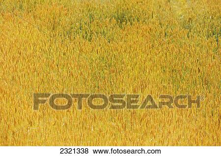 Stock Photo - Wheat Ripening In A Wheat Field; Spain. Fotosearch