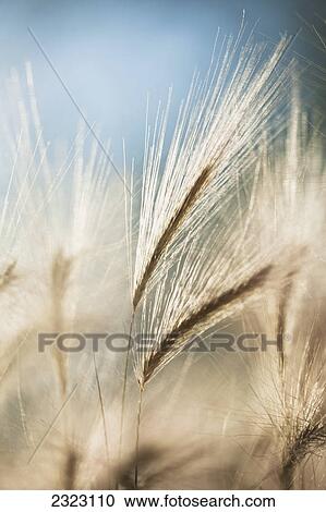 Whispy foxtails against a blue sky; Alberta canada View Large Photo Image Stock Image - Whispy foxtails against a blue sky; Alberta canada. Fotosearch