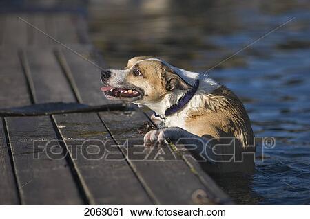 White And Tan Mixed Breed Dog Climbing Out Of Water Onto Dock, Canada, Alberta View Large Photo Image Stock Image - White And Tan Mixed Breed Dog Climbing Out Of Water Onto Dock, Canada, Alberta. Fotosearch