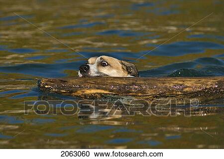 Stock Image - White And Tan Mixed Breed Dog Swimming With Large Log In Mouth, Canada, Alberta. Fotosearch