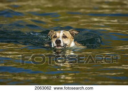 White And Tan Mixed Breed Dog Swimming, Canada, Alberta View Large Photo Image Stock Image - White And Tan Mixed Breed Dog Swimming, Canada, Alberta. Fotosearch