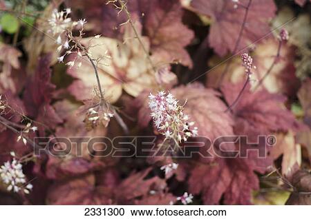 Stock Image - White bellflowers with purple foliage; Reading berkshire england. Fotosearch