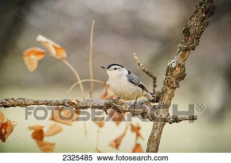 Stock Photography - White-breasted nuthatch (sitta carolinensis); Ohio united states of america. Fotosearch