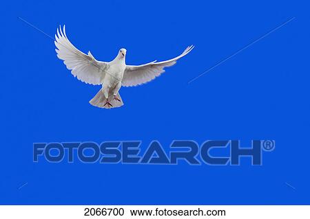 White Dove In Flight. View Large Photo Image Stock Image - White Dove In Flight.. Fotosearch