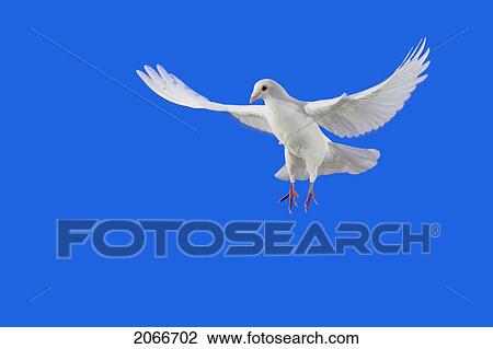 Stock Image - White Dove In Flight.. Fotosearch