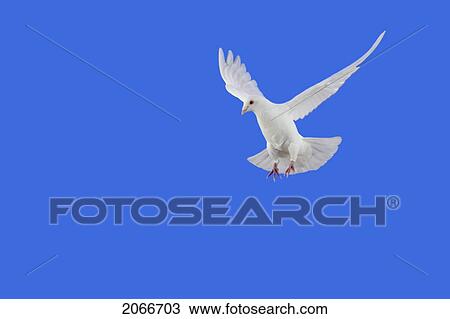 White Dove In Flight. View Large Photo Image Stock Image - White Dove In Flight.. Fotosearch