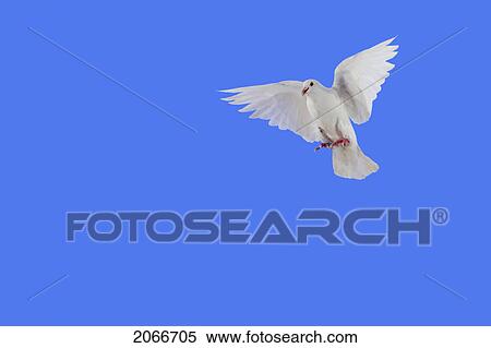 Stock Photography - White Dove In Flight.. Fotosearch