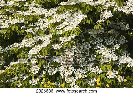 Stock Photograph - White flowers growing on a shrub at mount usher gardens; Ashford county wicklow ireland. Fotosearch