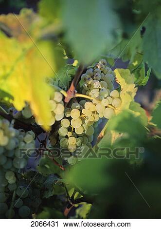 White Grapes On The Vine, In Vineyard, Napa Valley, California View Large Photo Image Stock Image - White Grapes On The Vine, In Vineyard, Napa Valley, California. Fotosearch