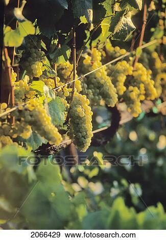 White Grapes On The Vine, In Vineyard, Napa Valley, California View Large Photo Image Stock Photo - White Grapes On The Vine, In Vineyard, Napa Valley, California. Fotosearch