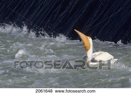 Stock Photo - White Pelican (Pelecanus Erythrorhynchos) Catches Fish; Saskatchewan, Canada. Fotosearch
