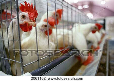 Stock Image - White Roosters In Indoor Cages. Fotosearch