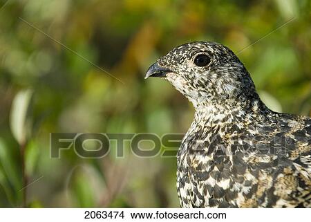 Picture - White-Tailed Ptarmigan. Canada, Alberta, Jasper National Park, Skyline Trail. Fotosearch