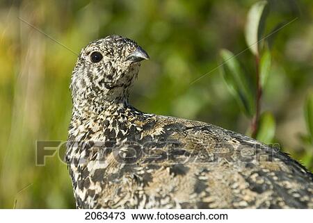 Stock Image - White-Tailed Ptarmigan. Canada, Alberta, Jasper National Park, Skyline Trail. Fotosearch