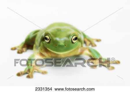 Picture - White's tree frog (litoria caerulea); British columbia canada. Fotosearch