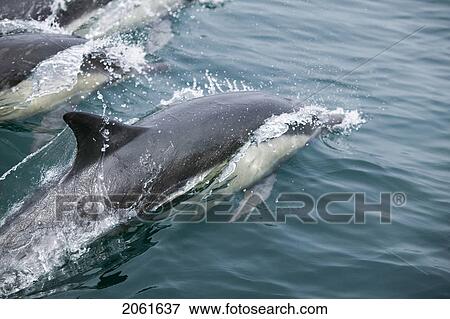 Wild Dolphins Off Point Conception California View Large Photo Image Stock Photo - Wild Dolphins Off Point Conception California. Fotosearch