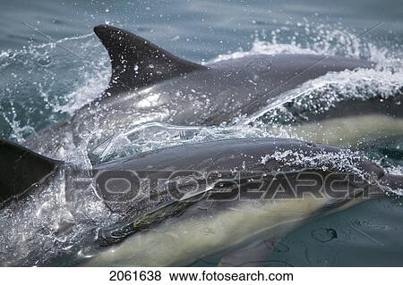 Stock Photo - Wild Dolphins Off Point Conception California. Fotosearch
