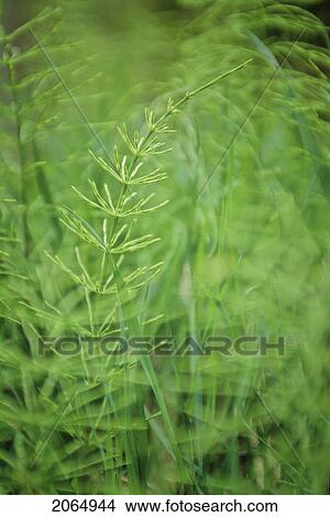 Picture - Wild Grass, Near Creek At Pemberton, Bc. Fotosearch