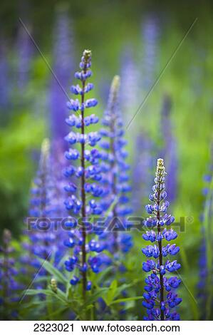 Wild lupins growing in a rural area; British columbia canada View Large Photo Image Stock Image - Wild lupins growing in a rural area; British columbia canada. Fotosearch