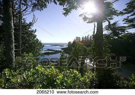Wild Pacific Trail, Ucluelet, Bc, Canada View Large Photo Image Stock Image - Wild Pacific Trail, Ucluelet, Bc, Canada. Fotosearch