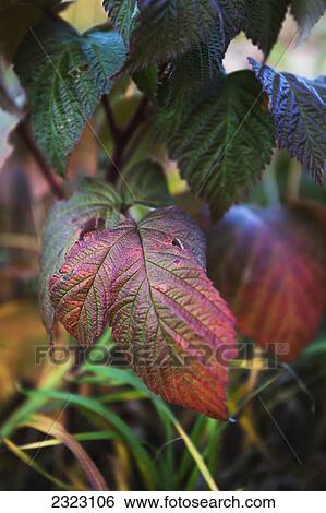 Wild raspberry leaves turning colour in the fall; Alberta canada View Large Photo Image Stock Photograph - Wild raspberry leaves turning colour in the fall; Alberta canada. Fotosearch