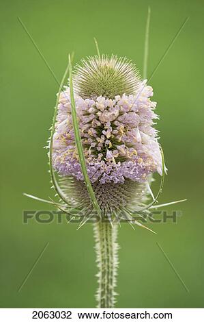 Stock Image - Wild Teasle Near Dunnville, Ontario, Canada. Fotosearch