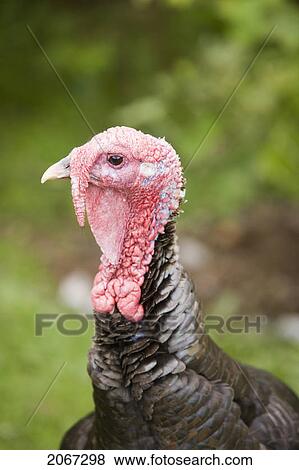 Wild Turkey Female (Meleagris Gallopava), North Island Wildlife Recovery Centre, A Rehabilitation Refuge For Sick, Injured, Orphaned Wildlife, Parksville, Vancouver Island, British Columbia, Canada View Large Photo Image Stock Photo - Wild Turkey Female (Meleagris Gallopava), North Island Wildlife Recovery Centre, A Rehabilitation Refuge For Sick, Injured, Orphaned Wildlife, Parksville, Vancouver Island, British Columbia, Canada. Fotosearch