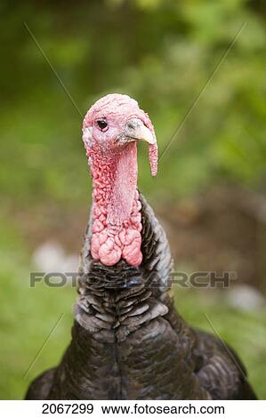 Wild Turkey Female (Meleagris Gallopava), North Island Wildlife Recovery Centre, A Rehabilitation Refuge For Sick, Injured, Orphaned Wildlife, Parksville, Vancouver Island, British Columbia, Canada View Large Photo Image Stock Photo - Wild Turkey Female (Meleagris Gallopava), North Island Wildlife Recovery Centre, A Rehabilitation Refuge For Sick, Injured, Orphaned Wildlife, Parksville, Vancouver Island, British Columbia, Canada. Fotosearch