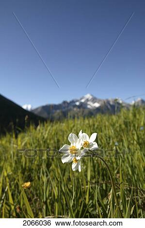 Stock Photograph - Wildflower In Mountain Meadow, Kyrgyzstan. Fotosearch