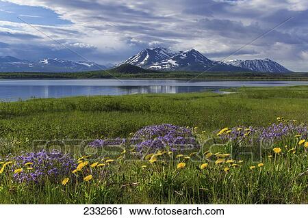 Wildflowers bloom along the shoreline of dezadeash lake in springtime; Yukon canada View Large Photo Image Stock Image - Wildflowers bloom along the shoreline of dezadeash lake in springtime; Yukon canada. Fotosearch