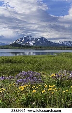 Stock Photography - Wildflowers bloom along the shoreline of dezadeash lake in springtime; Yukon canada. Fotosearch
