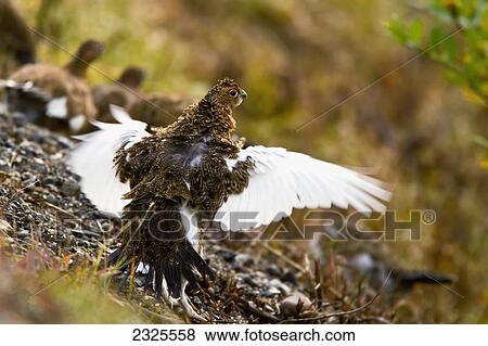Stock Photo - Willow ptarmigan (lagopus lagopus) on gravel slope taking flight white wings outspread in autumn denali national park; Alaska united states of america. Fotosearch