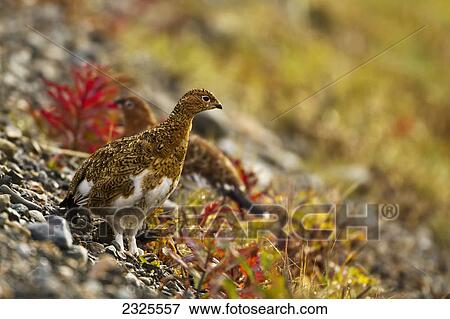 Willow ptarmigan (lagopus lagopus) standing on gravel slope in fall red fireweed (epilobium angustifolium) in denali national park; Alaska united states of america View Large Photo Image Stock Photo - Willow ptarmigan (lagopus lagopus) standing on gravel slope in fall red fireweed (epilobium angustifolium) in denali national park; Alaska united states of america. Fotosearch