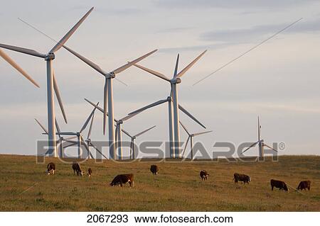 Windmills Used To Generate Electrical Power At Cowley Ridge In Southern Alberta, Canada View Large Photo Image Stock Image - Windmills Used To Generate Electrical Power At Cowley Ridge In Southern Alberta, Canada. Fotosearch