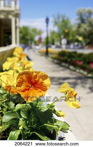 Window Box Of Orange And Yellow Pansies With The Town In Background, Niagara On The Lake. View Large Photo Image Stock Image - Window Box Of Orange And Yellow Pansies With The Town In Background, Niagara On The Lake.. Fotosearch
