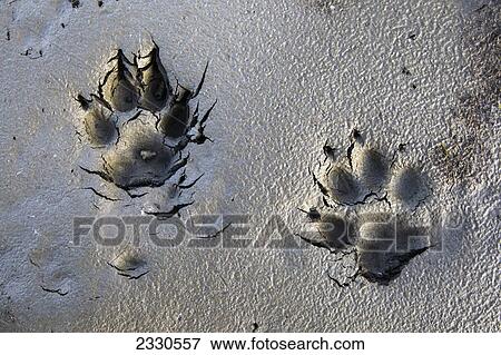 Wolf tracks in the brooks range gates of the arctic national park northwestern alaska; Alaska united states of america View Large Photo Image Stock Photo - Wolf tracks in the brooks range gates of the arctic national park northwestern alaska; Alaska united states of america. Fotosearch