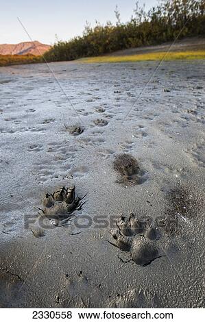 Wolf tracks in the brooks range gates of the arctic national park northwestern alaska; Alaska united states of america View Large Photo Image Stock Photo - Wolf tracks in the brooks range gates of the arctic national park northwestern alaska; Alaska united states of america. Fotosearch