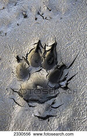 Stock Photograph - Wolf tracks in the brooks range gates of the arctic national park northwestern alaska; Alaska united states of america. Fotosearch